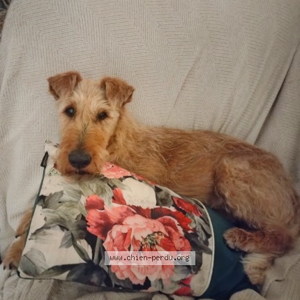 Photo 1/1 Chien retrouvé Perdu à Blanzat