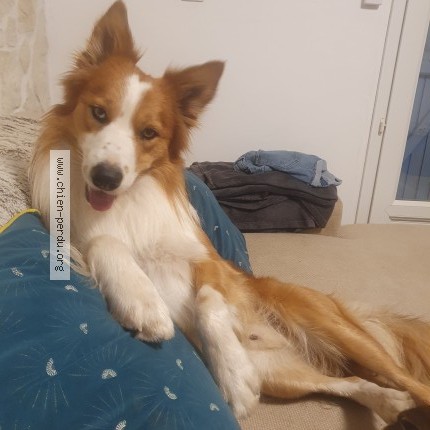 Photo de chien perdu à Flayosc
