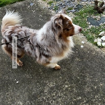 Photo 2/2 Chien retrouvé Perdu à Guegon