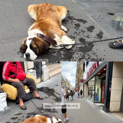 Photo 1/1 Chien trouvé Trouvé à Paris