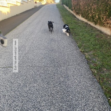 Photo 1/1 pupuce Chien perdu à Retournac