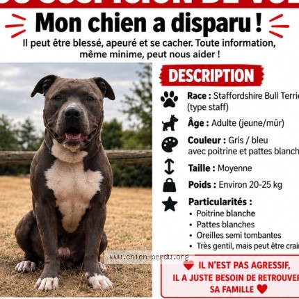 Photo 2/3 blue Chien perdu à Plaisir
