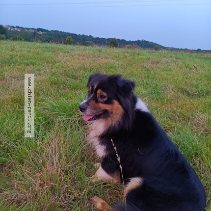 Photo 1/1 Chien retrouvé Perdu à Ifs