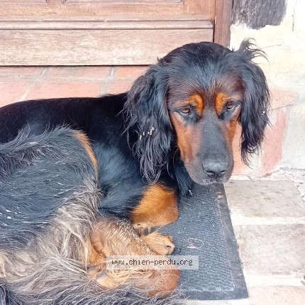 Photo 1/1 Chien trouvé Trouvé à Les Moutiers En Auge