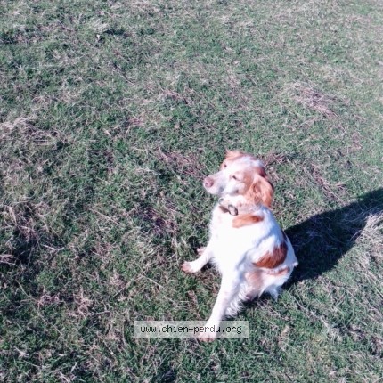 Photo 1/1 Nova Chien perdu à La Meignanne