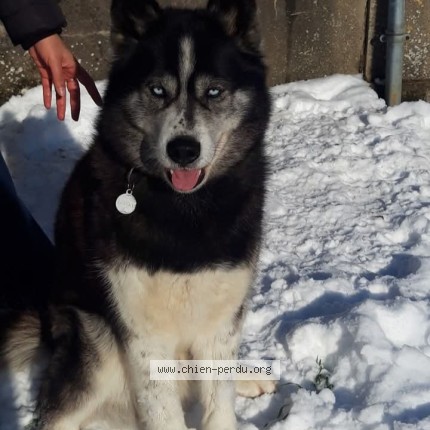 Photo 1/1 Lousky Chien perdu à Prin Deyrancon
