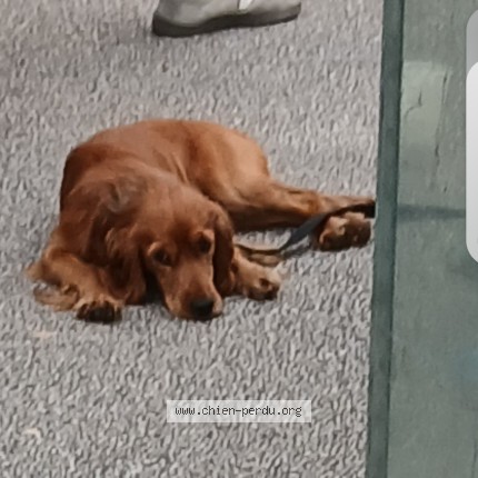 Photo 1/1 Chien trouvé Trouvé à Lyon