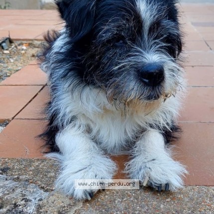 Photo 1/1 Chien retrouvé Perdu à Bai