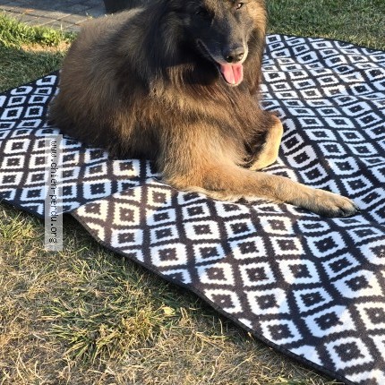 Photo 1/1 Chien retrouvé Perdu à Combourg