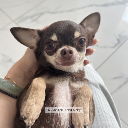 Photo 1/1 Chien retrouvé Perdu à Paris
