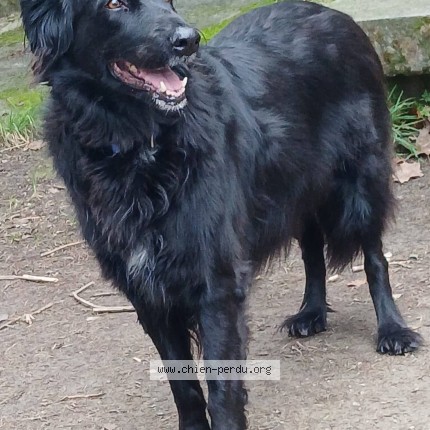 Photo de chien perdu à Sauve