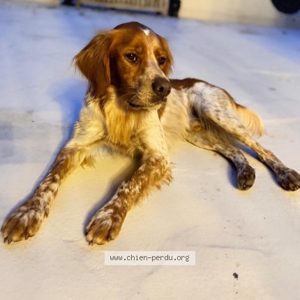 Photo 1/1 Chien retrouvé Perdu à Toulenne