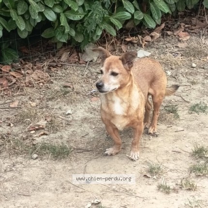 Photo 1/1 Chien trouvé Trouvé à Pins Justaret