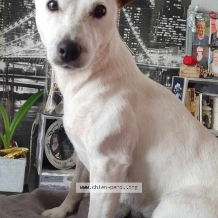 Photo de chien perdu à Lessay