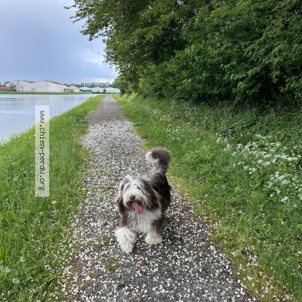 Photo 1/1 Chien retrouvé Perdu à Arques