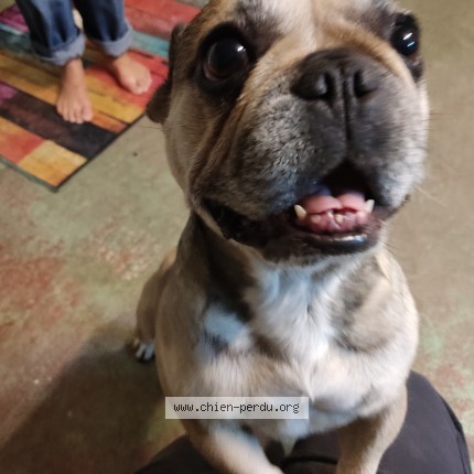 Photo 1/1 Chien retrouvé Trouvé à Beaumont Le Roger