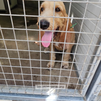 Photo 1/1 Chien retrouvé Trouvé à Castelsarrasin