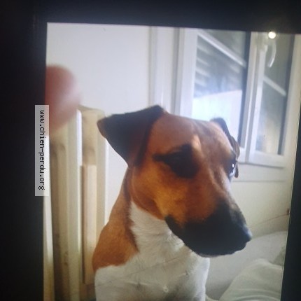 Photo 1/1 Chien retrouvé Perdu à Le Mans