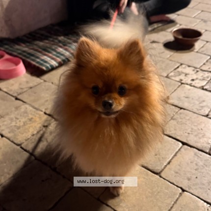 Photo de chien trouvé à Saint Tropez