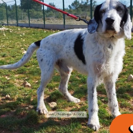 Photo 1/1 Chien retrouvé Perdu à Lunel