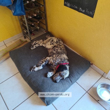 Photo 1/1 Chien retrouvé Perdu à St Sulpice Le Verdon