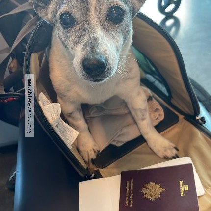 Photo 1/1 Chien retrouvé Perdu à Marseille
