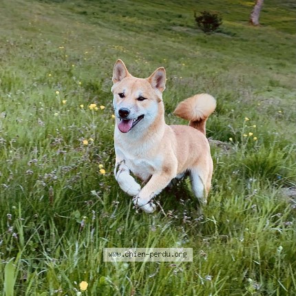Photo 1/1 Chien retrouvé Perdu à Villars Les Dombes