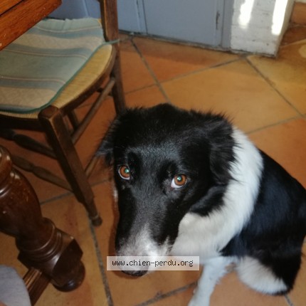 Photo 1/1 elsa Chien perdu à Saint Pierre Du Mont