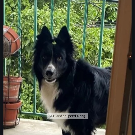 Photo 1/1 Chien retrouvé Perdu à Saleilles