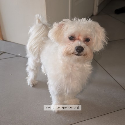 Photo 1/1 Chien retrouvé Perdu à Ivry Sur Seine