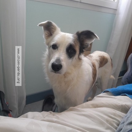 Photo 1/1 Chien retrouvé Perdu à Juillan