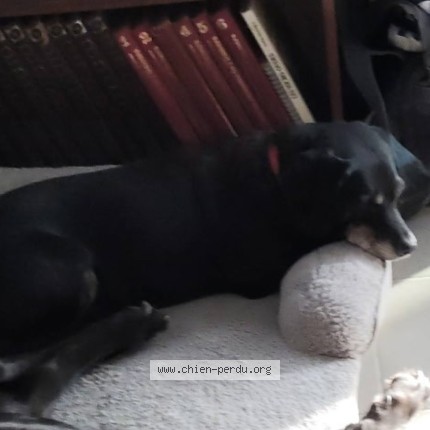 Photo de chien perdu à Bruay Sur L Escaut