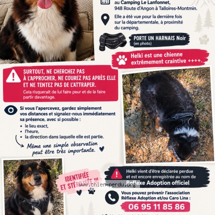 Photo 1/2 Helki Chien perdu à Talloires Montmin