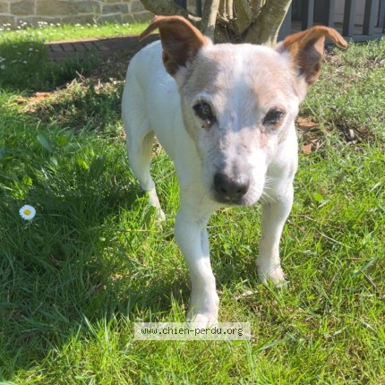 Photo de chien perdu à Saint Aubin Des Chateaux