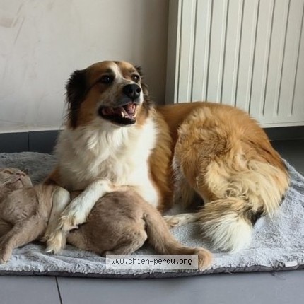 Photo 1/1 Chien retrouvé Perdu à Le Mayet D Ecole