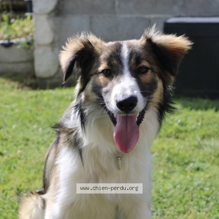 Photo de chien perdu à Sornac