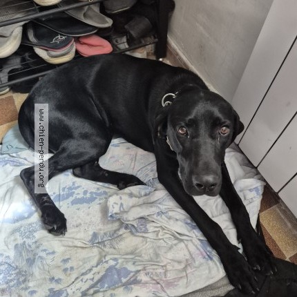 Photo 1/1 Chien retrouvé Trouvé à Les Maillys
