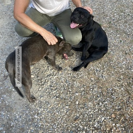 Photo 1/1 Chien retrouvé Trouvé à Lens Lestang
