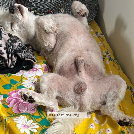 Photo 1/1 Wolfy Chien perdu à Le Croisic