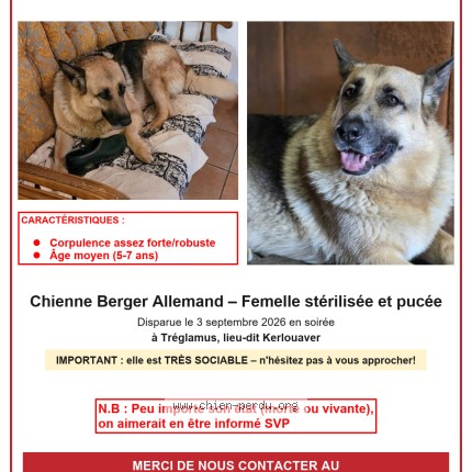 Photo 1/1 Praline Chien perdu à Treglamus