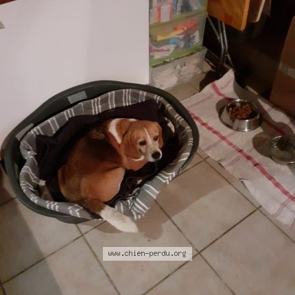Photo 1/1 Chien retrouvé Perdu à Rivieres