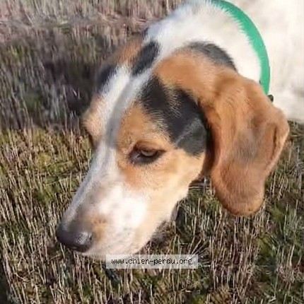Photo 1/1 vainqueur Chien perdu à Angeville