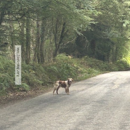 Photo 1/1 Chien trouvé Trouvé à Morbihan