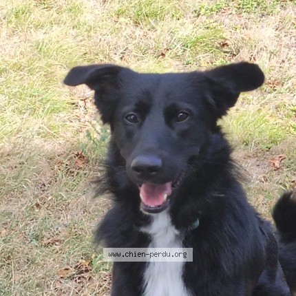 Photo 1/1 Giulio Chien perdu à Marchenoir