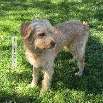 Photo 1/1 zouma Chien perdu à Velleron