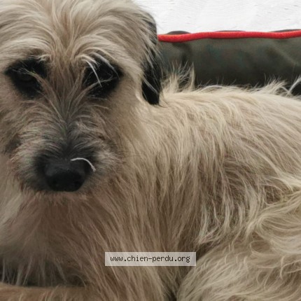 Photo 1/2 Chien retrouvé Perdu à Mont St Aignan