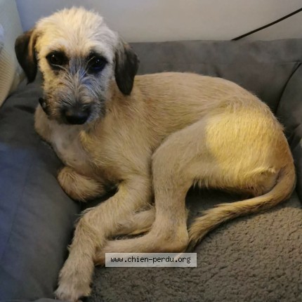 Photo 2/2 Chien retrouvé Perdu à Mont St Aignan