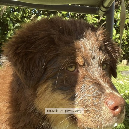 Photo 3/3 aria Chien perdu à Hasparren
