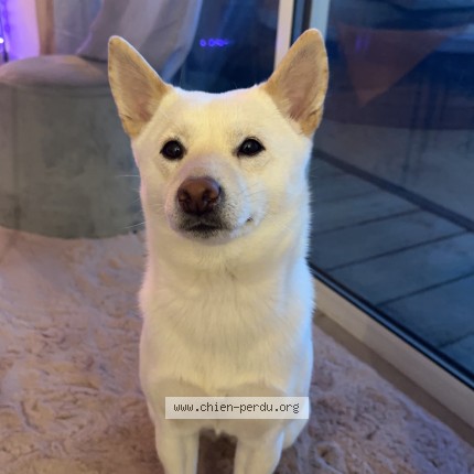Photo 1/1 Chien retrouvé Perdu à Montpellier