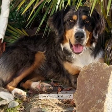 Photo 1/1 Atlas Chien perdu à Bourseul